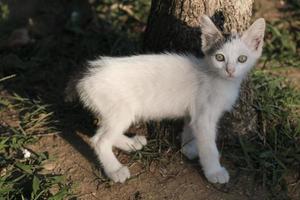 Little white kitten is looking at camera photo