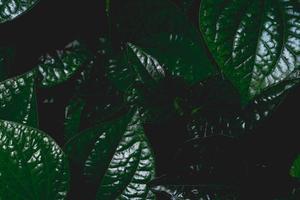Green leaves with dark tone background