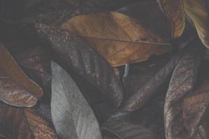 Dry leaf background photo