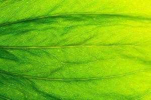 Green leaf background photo