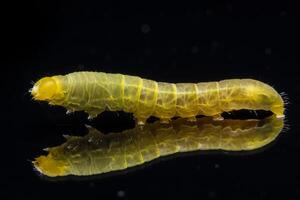 Worm on black background photo