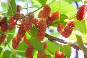 Red mulberries on a branch photo