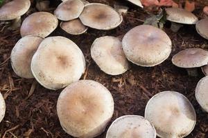 White portobello mushrooms photo