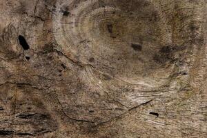 Wood texture background photo