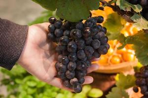 Hand holding grapes photo