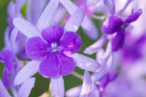 Flower close-up background photo