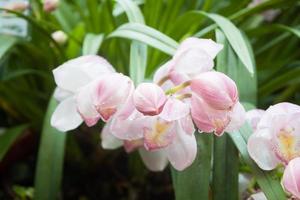 Pink flowers outside photo