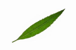 Green leaf on white background photo