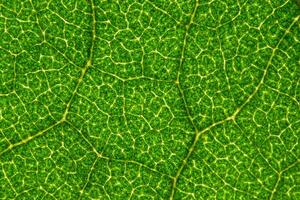 Green leaf background photo