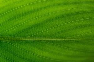 Green leaf background photo