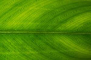 Green leaf background photo