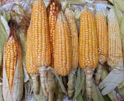 Sweet corn ears photo