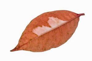 Leaf on white background photo