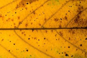 Yellow leaf background photo