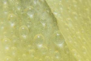 Water drops on flower petals photo