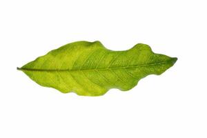 Green leaf on white background photo