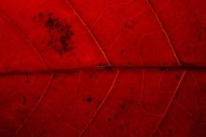 fondo de hoja roja foto