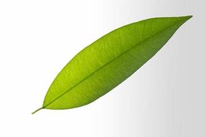 Green leaf on white background photo