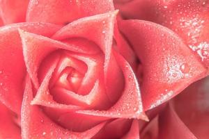 Water drops on flower petals photo