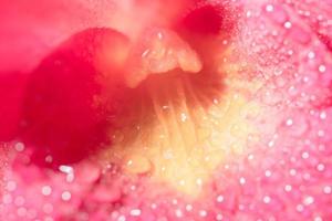 flor roja, foto de primer plano