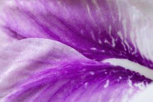 Purple flower, close-up photo