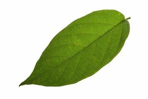 Green leaf on white background photo