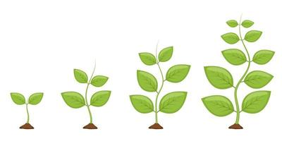 Ilustración de diseño de vector de etapas de crecimiento de plantas