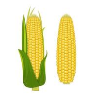 Corn vector design  illustration isolated on white background