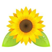 Sunflower vector design illustration isolated on white background