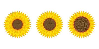 Sunflower vector design illustration isolated on white background