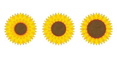 Sunflower vector design illustration isolated on white background