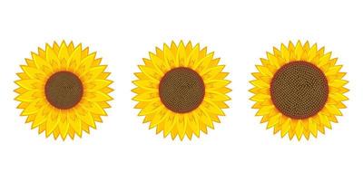 Ilustración de diseño de vector de girasol aislado sobre fondo blanco