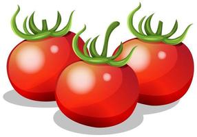 Fresh tomato on white background vector