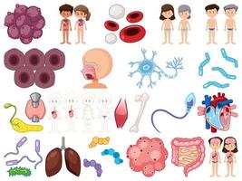 Set of human inner organs isolated on white background vector