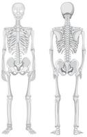 Front and back views of skeleton isolated on white background vector