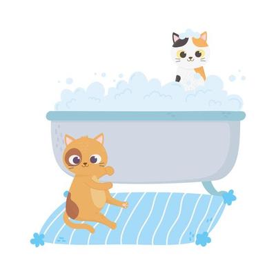 cats make me happy, cat in carpet and kitten in bathtub washing