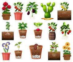 Set of different plants in pots isolated on white background vector