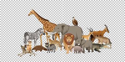 Group of wild african animal on transparent background vector