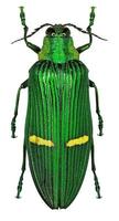 Exotic jewel beetle Catoxantha opulenta from tropical Asia