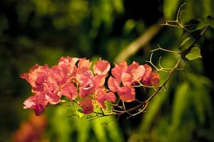 Exotic pink Bougainvilleas photo