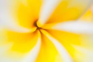 Frangipani flower close up blur background photo
