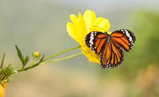 Common tiger butterfly with cosmos flower photo