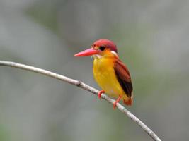 Bird (Rufous-backed Kingfisher),Thailand