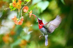 Crimson Sunbird (Bird) Thailand