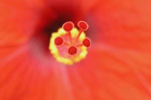 Close-up of red Hibiscus flower focussed on stamens photo