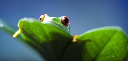 Green tree frog photo