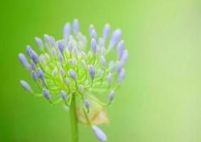 African Lily photo