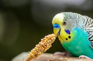 Colorful Budgie photo