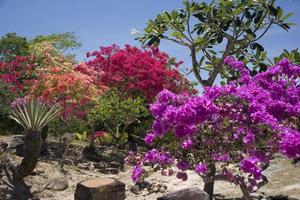 Tropical flowers in Phi-Phi island photo