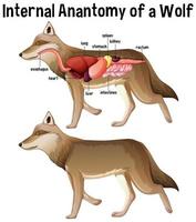 anatomía interna de un caballo con etiqueta vector